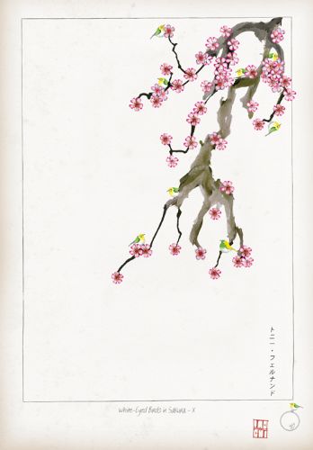 X - White Eyed Birds in Sakura by Tony Fernandes